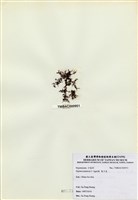 藏品(巢沙菜)的圖片